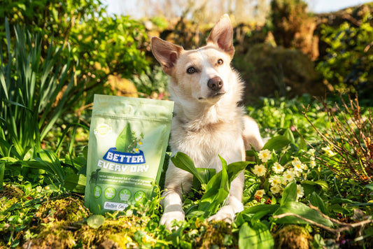 Ginger Root - Why we use it in Better Every Day