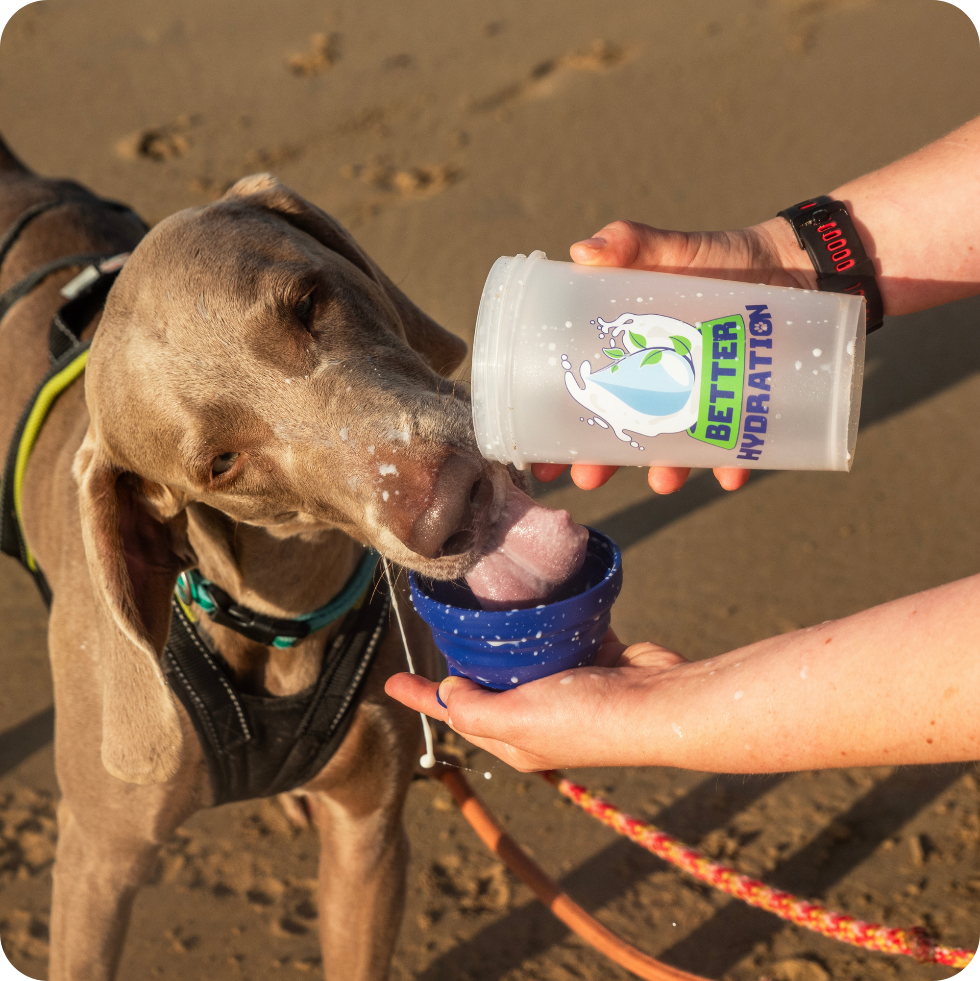 Better Hydration Shaker