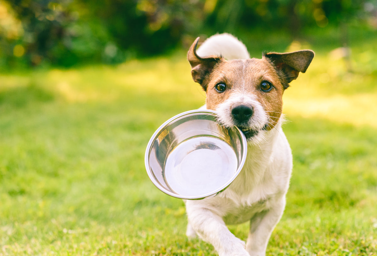 Dog drinking water after training
